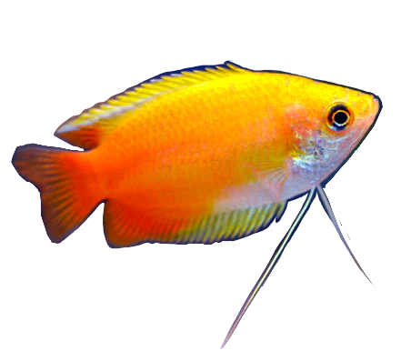 Sunset Honey Gourami
