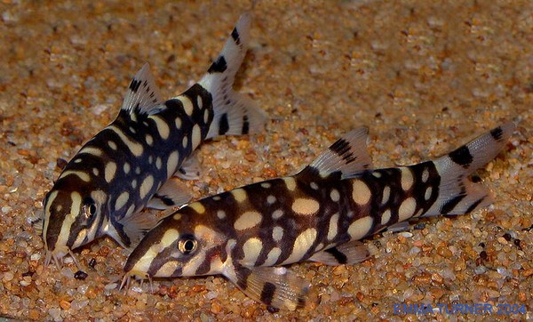 Polka Dot loach (Botia kubotai)