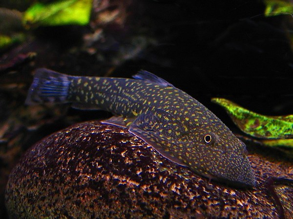 Starlight Hillstream loach (gastromyzon stellatus)