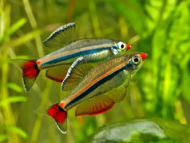 Vietnamese White Cloud Minnows (Tanichthys Micagemmae)