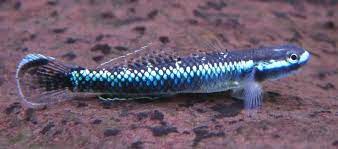 Atro Blue neon stiphodon (Stiphodon atropurpureus)