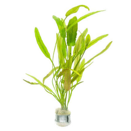 Aponogeton Natans