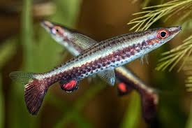 Hockeystick Pencilfish (Nannostomus eques)