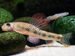 Purple Sailfin Gudgeon (Microphysogobio tafangensis)