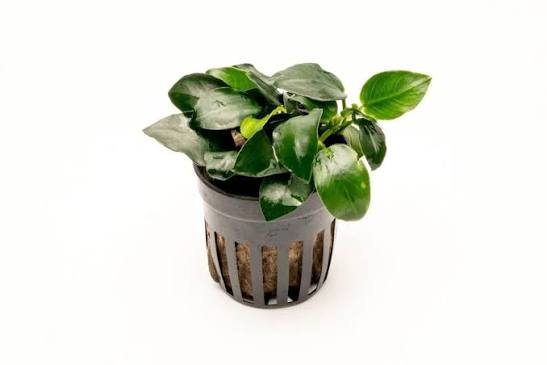 Anubias Nana Petite Round