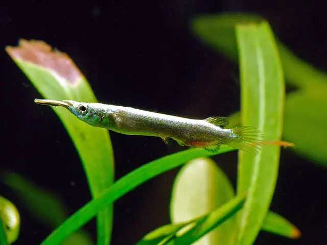 Wrestling Halfbeak