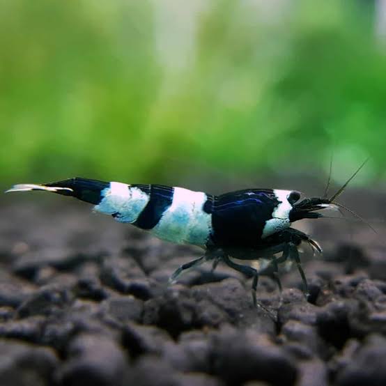 Black King Kong Panda Shrimp (Caridina cf. cantonensis)