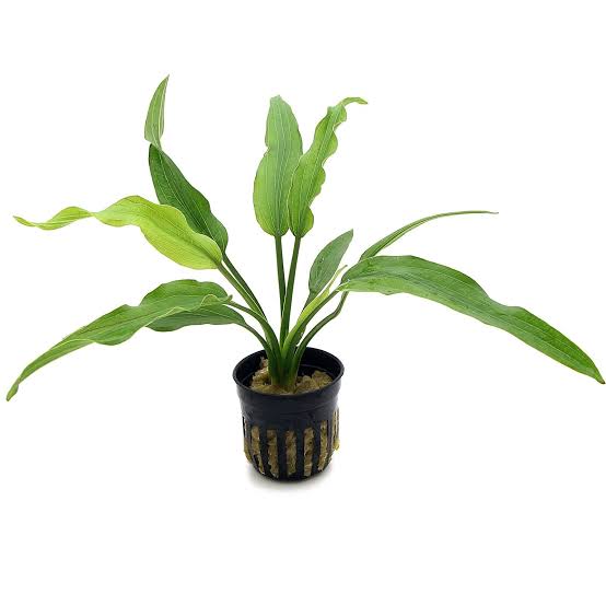 Echinodorus grisebachii (small form)