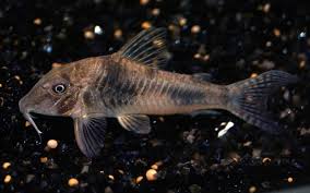 Corydoras ellisae
