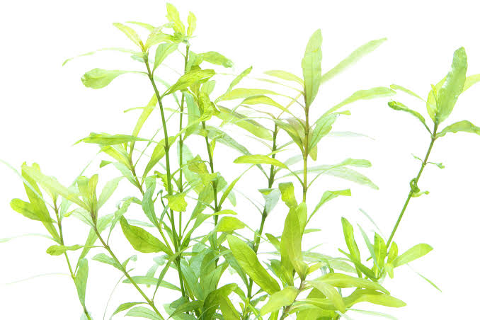Hygrophila Polysperma