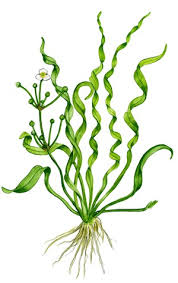 Helanthium Vesuvius