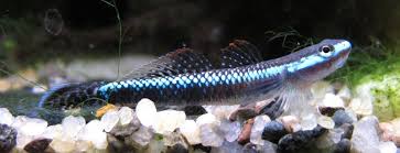 Atro Blue neon stiphodon (Stiphodon atropurpureus)
