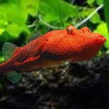 Red Potato puffer (Tetraodon miurus )