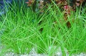 Isoetes Taiwanesis