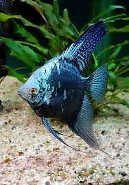 Avatar Blue Angelfish (Mix Grade) (Pterophyllum scalare )