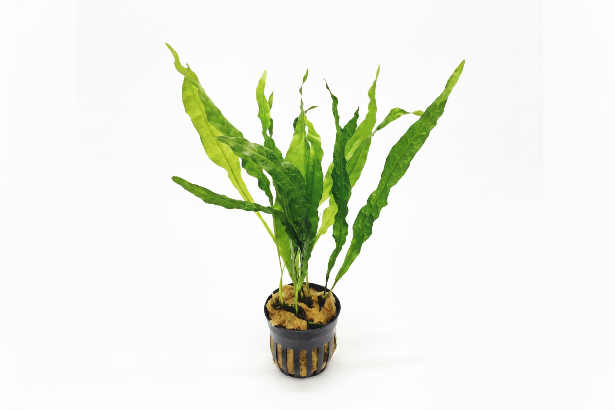 Microsorum pteropus Soft Leaf - Java fern