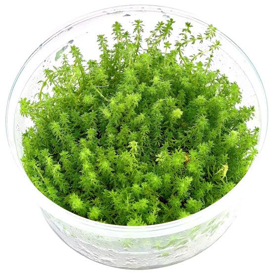 Myriophyllum Guyana T/C Cup