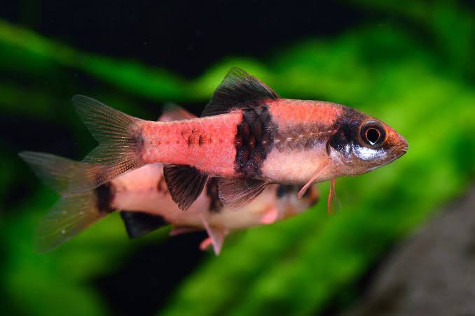 Melon Barb (buy 3 get 1)