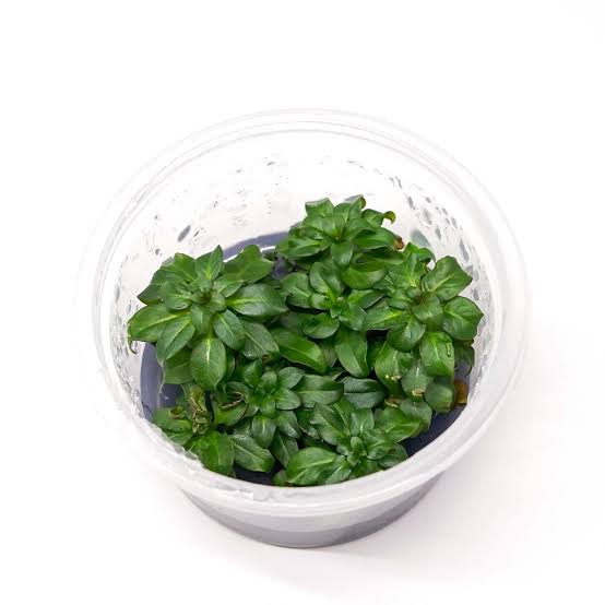 Ludwigia glandulosa T/C Cup