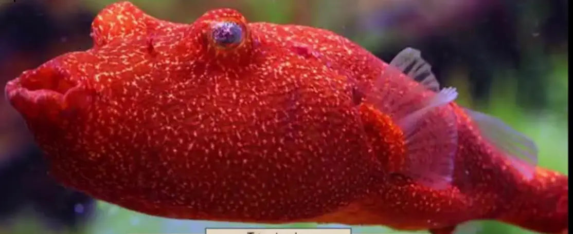 Red Potato puffer (Tetraodon miurus )
