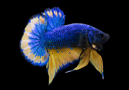 Mustard Halfmoon Plakat Betta