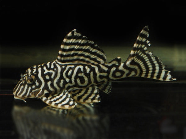 L333 Yellow King Tiger Pleco(Hypancistrus sp.)