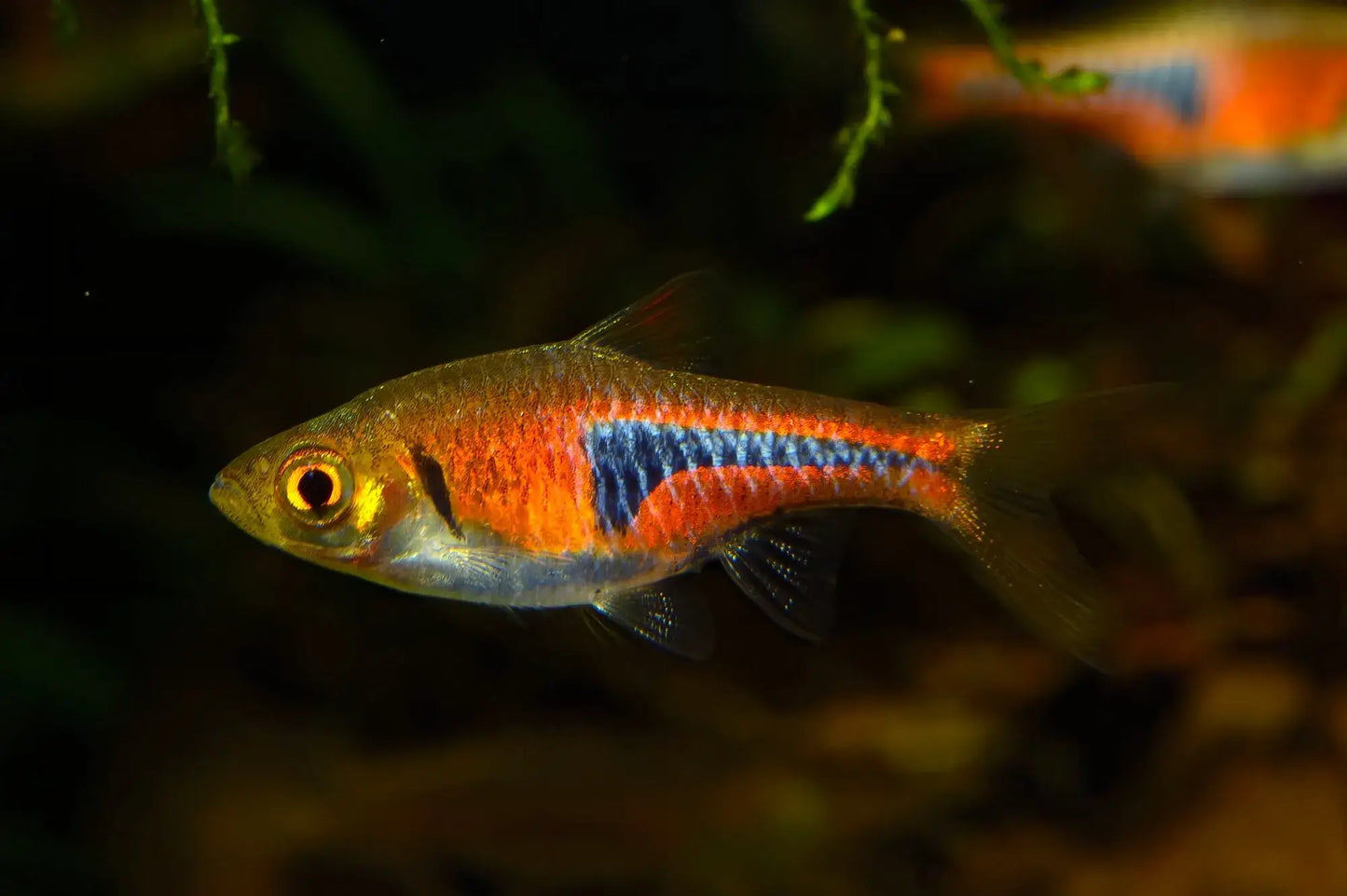 Lambchop rasbora