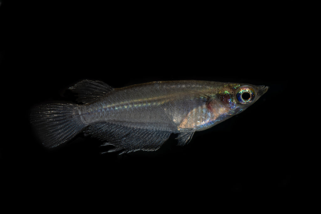 Indian Ricefish(Oryzias Dancena)