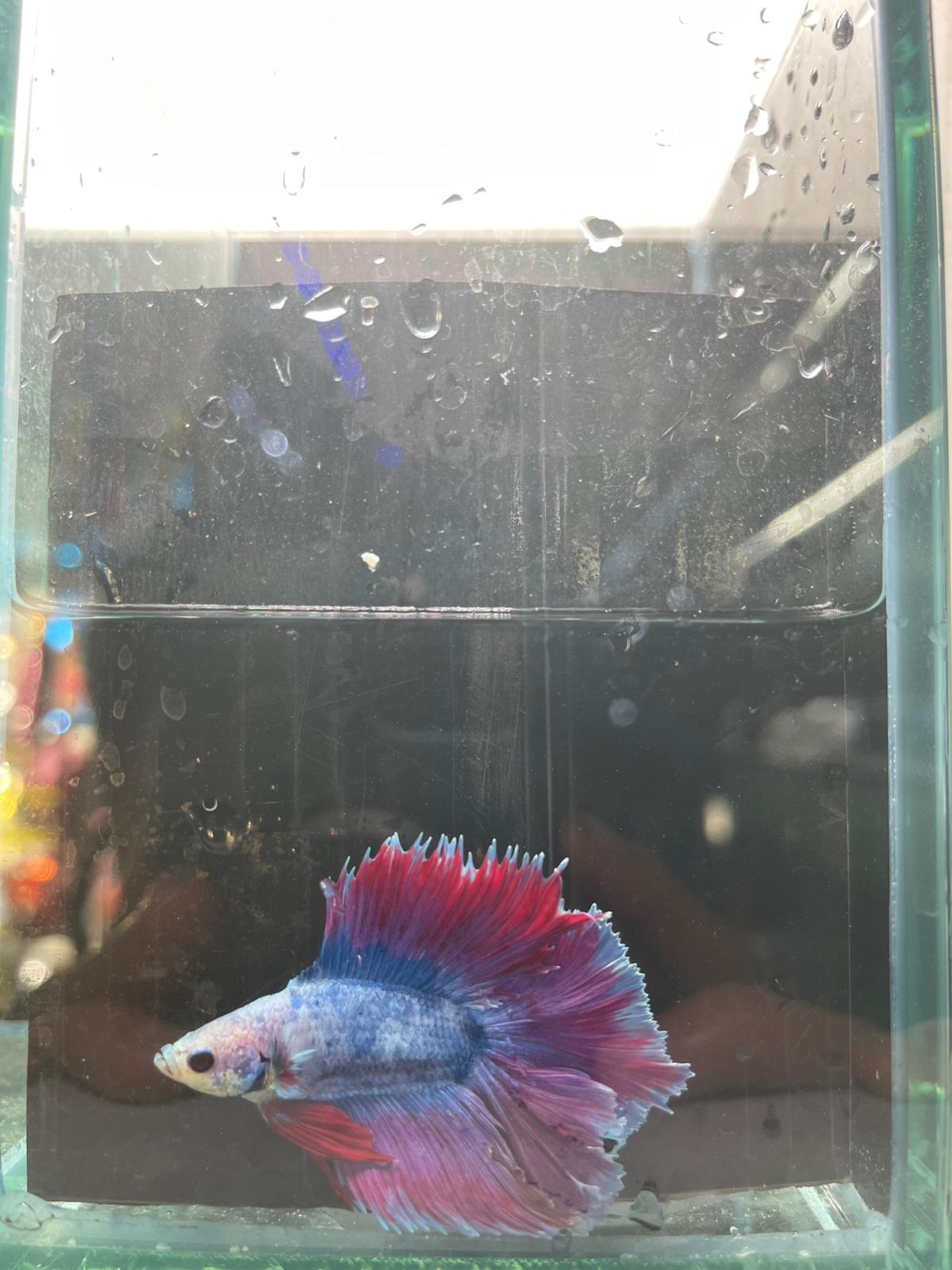 Rose Tail Betta (Assorted)