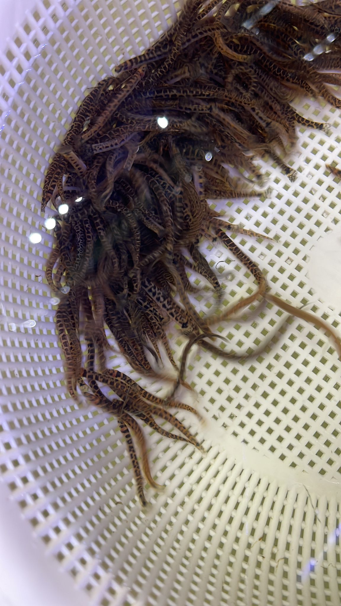 Leopard Kuhli Loach (Pangio sp.)