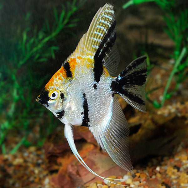 Pterophyllum scalare - tricolor angel