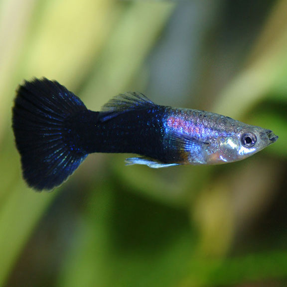 Neon Black guppy