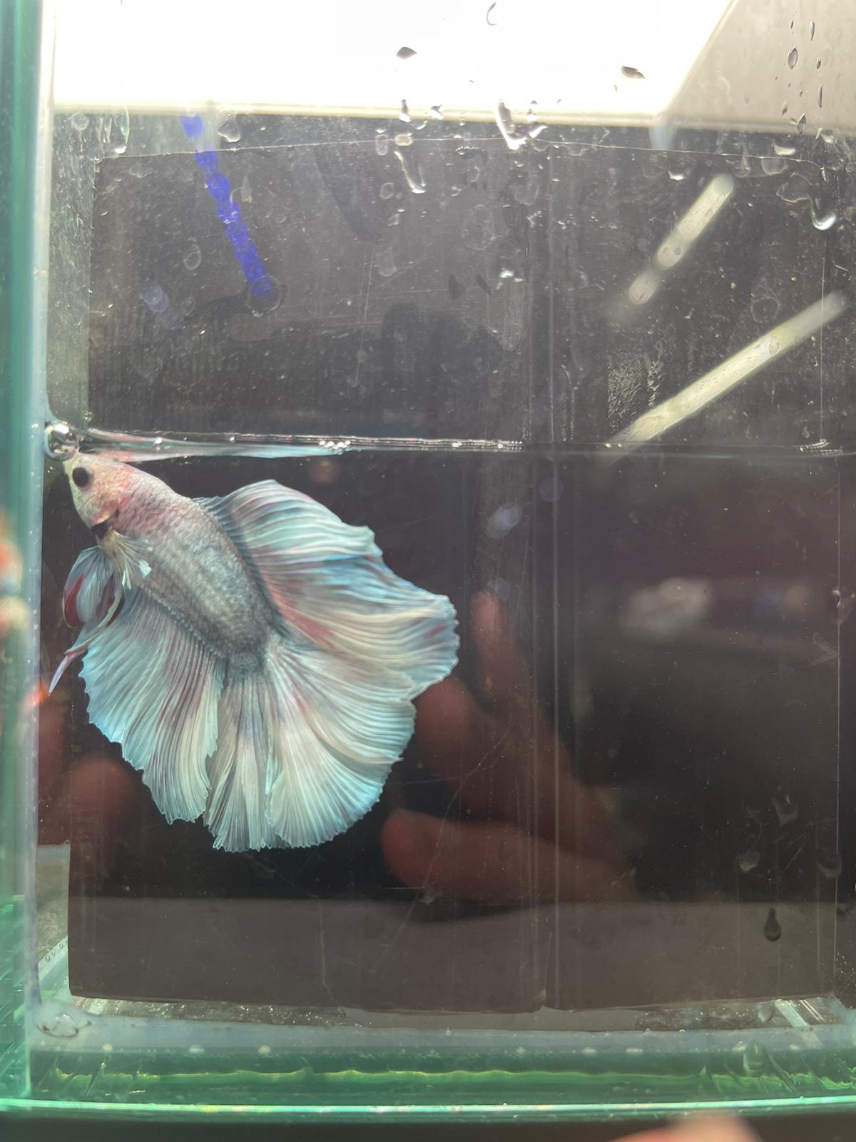 Rose Tail Betta (Assorted)