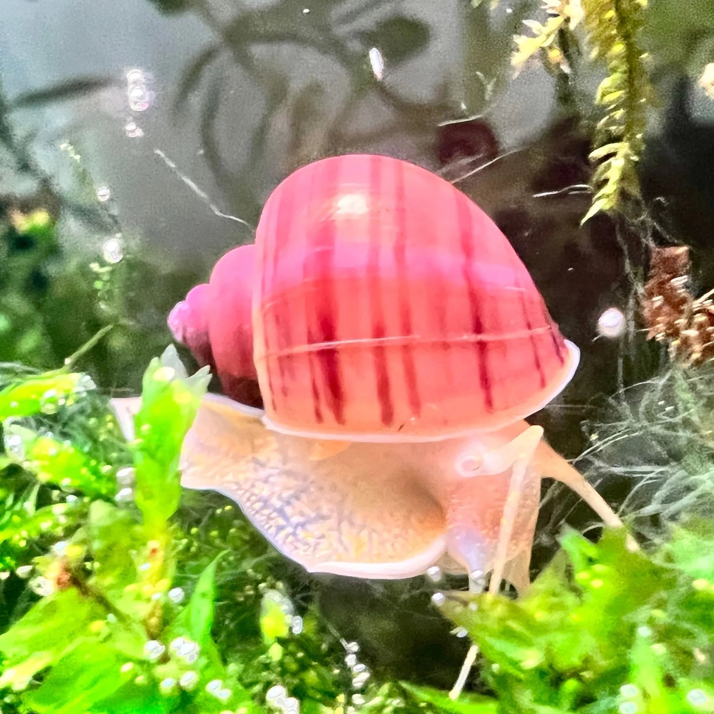 Magenta Apple Snail (Pomacea Bridgesii)