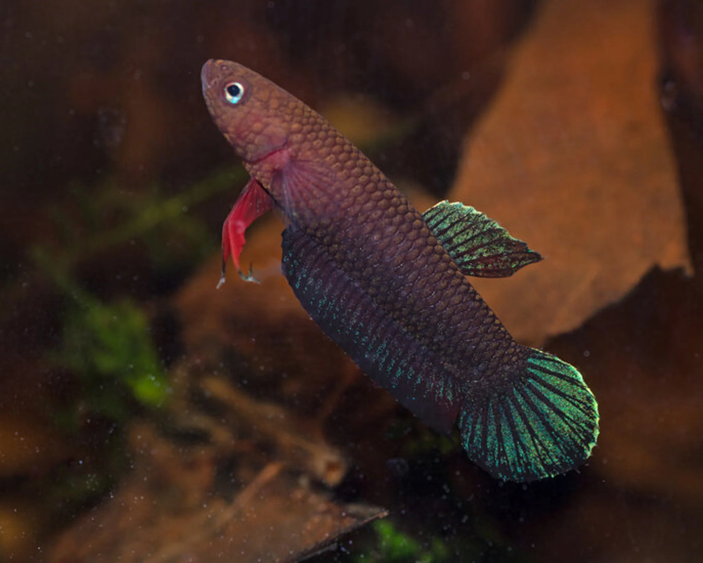 Betta miniopina (Pairs)