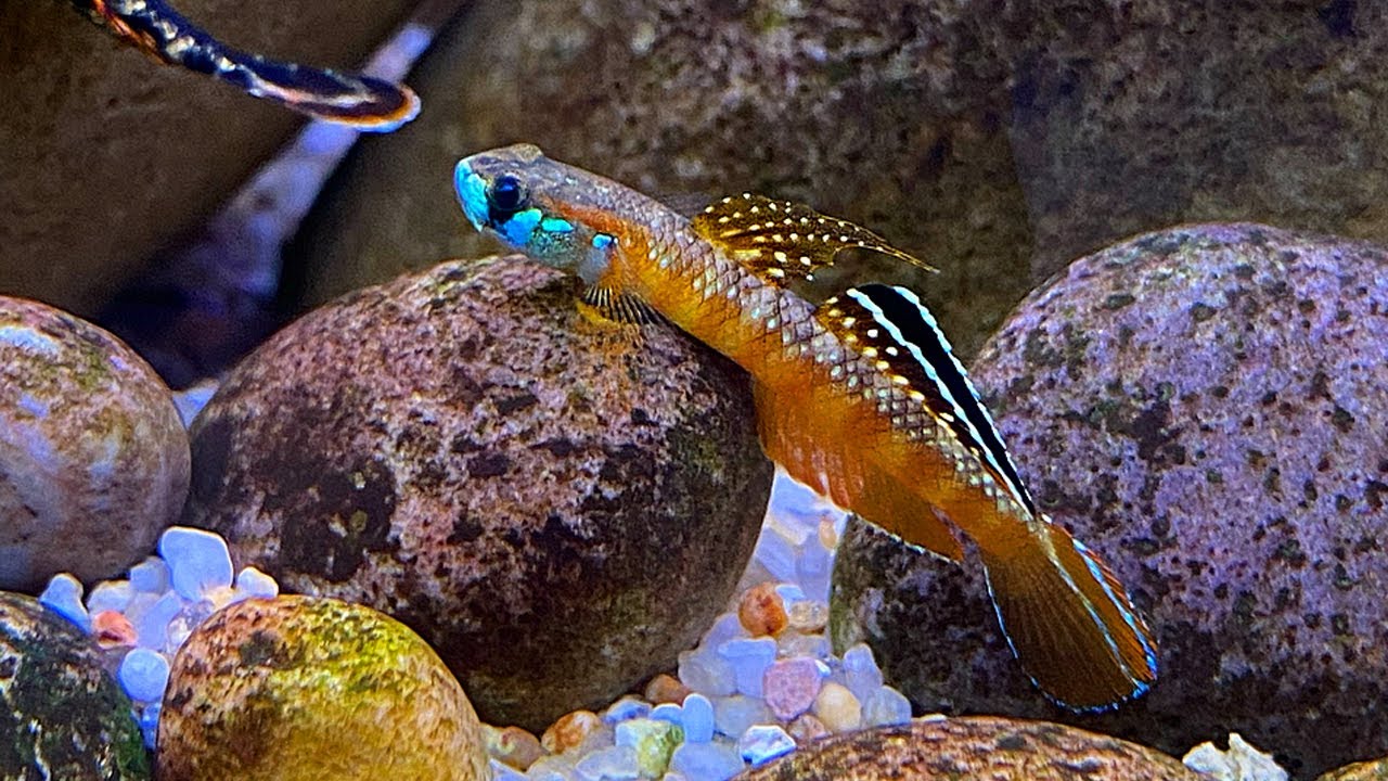 Orange Neon Goby (Stiphodon Rutilareus)