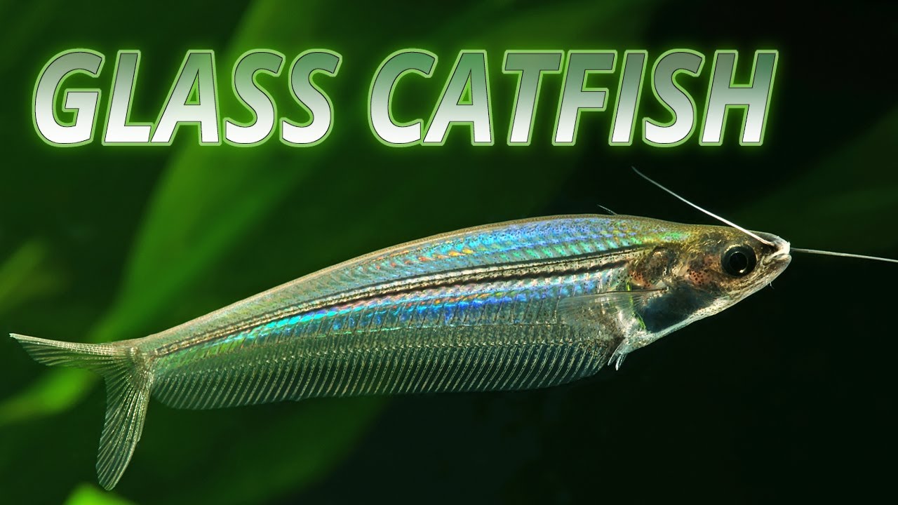 Glass Catfish (Kryptopterus Bicirrhis)