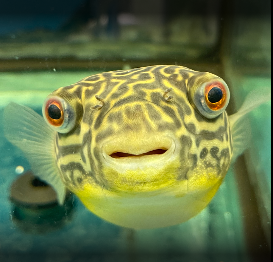 Mbu Puffer (Tetraodon mbu)