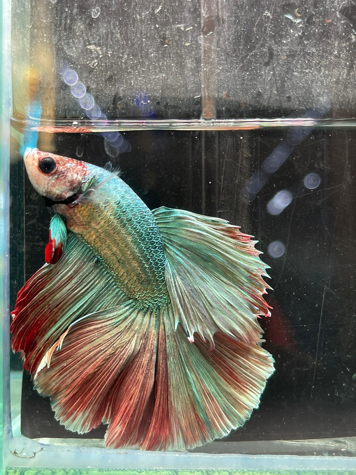 Rose Tail Betta (Assorted)