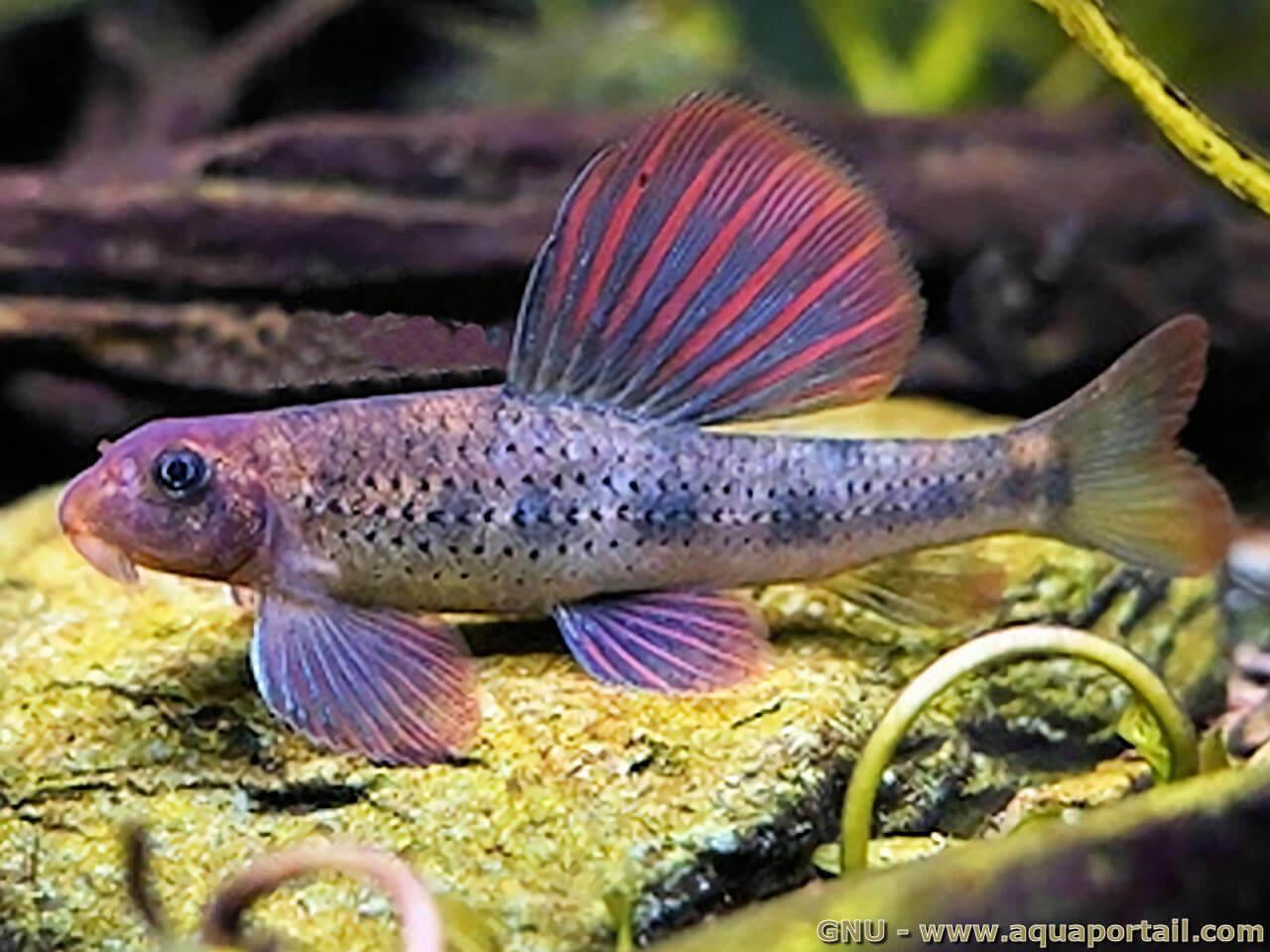 Purple Sailfin Gudgeon (Microphysogobio tafangensis)