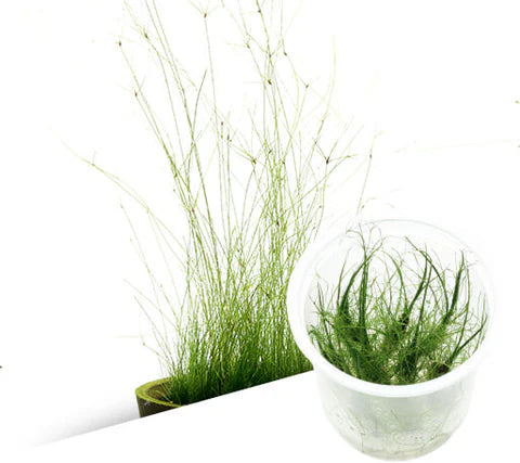 IC041 Eleocharis vivipara