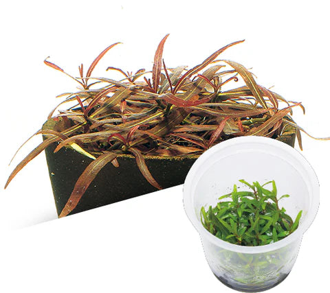 IC034 Hygrophila ringens sp Araguaya Red sharp