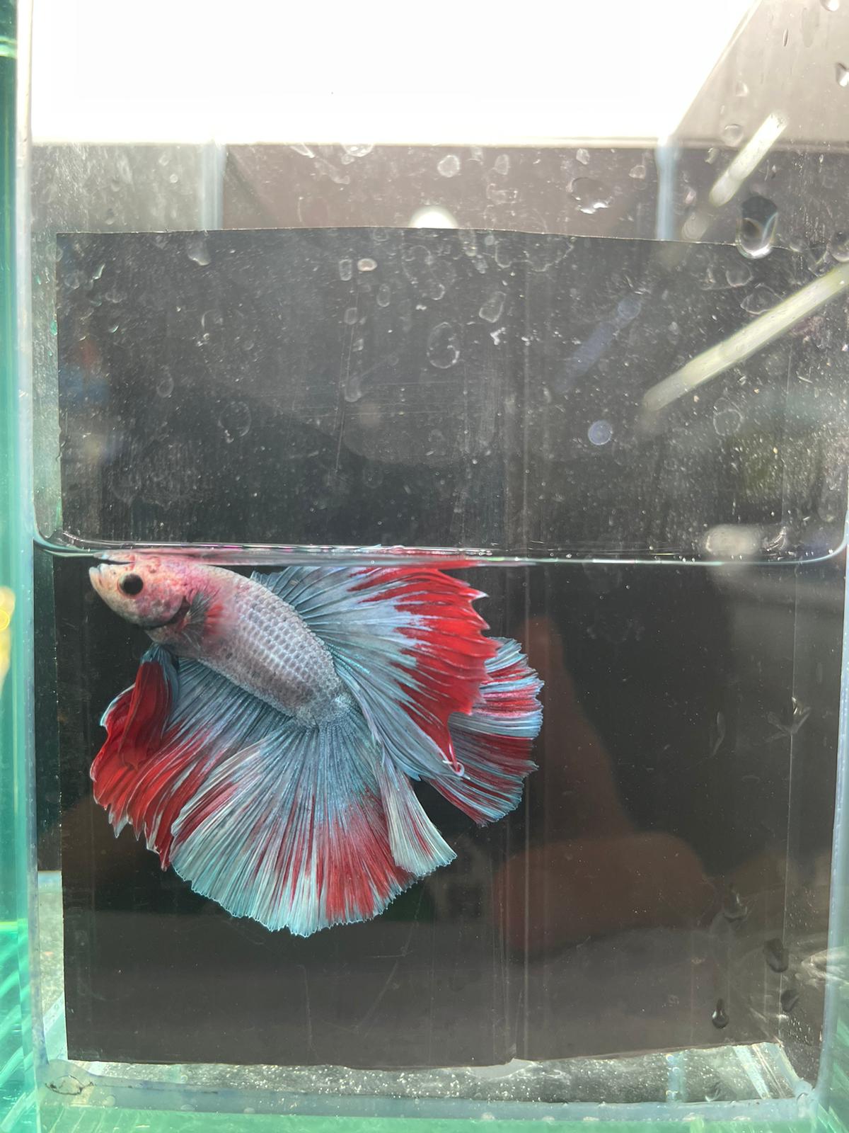 Rose Tail Betta (Assorted)