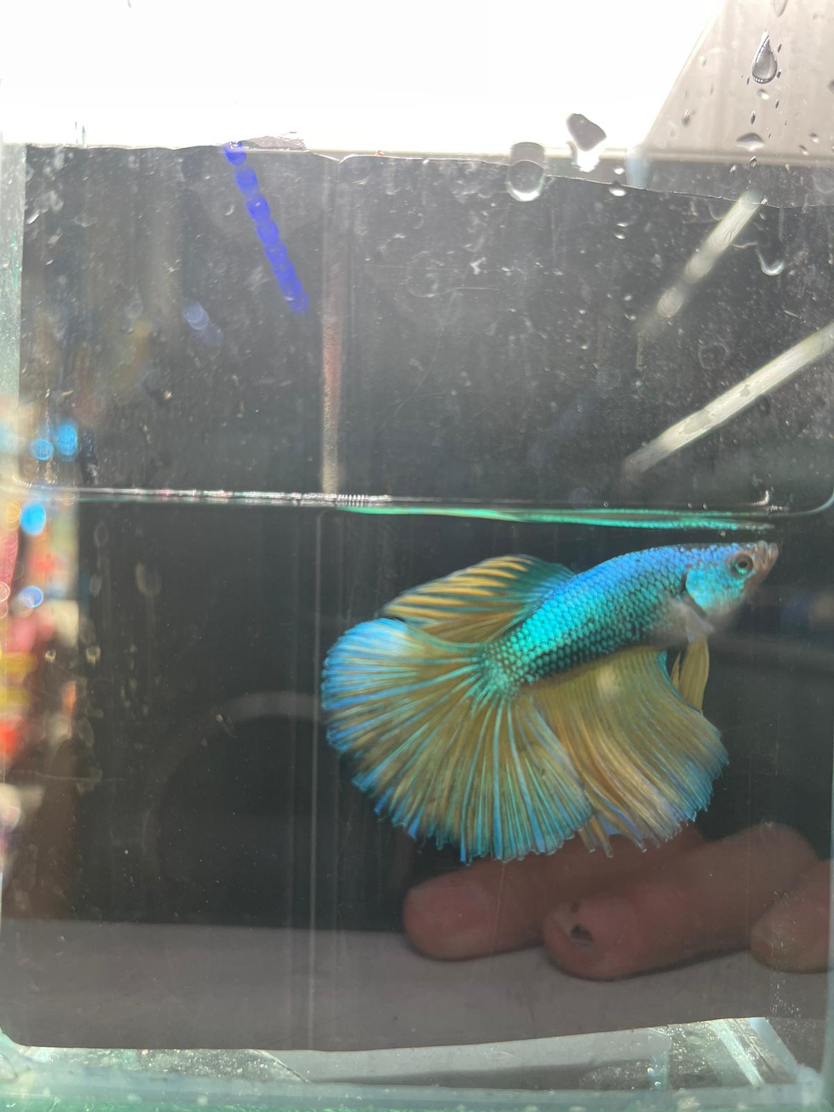 Rose Tail Betta (Assorted)