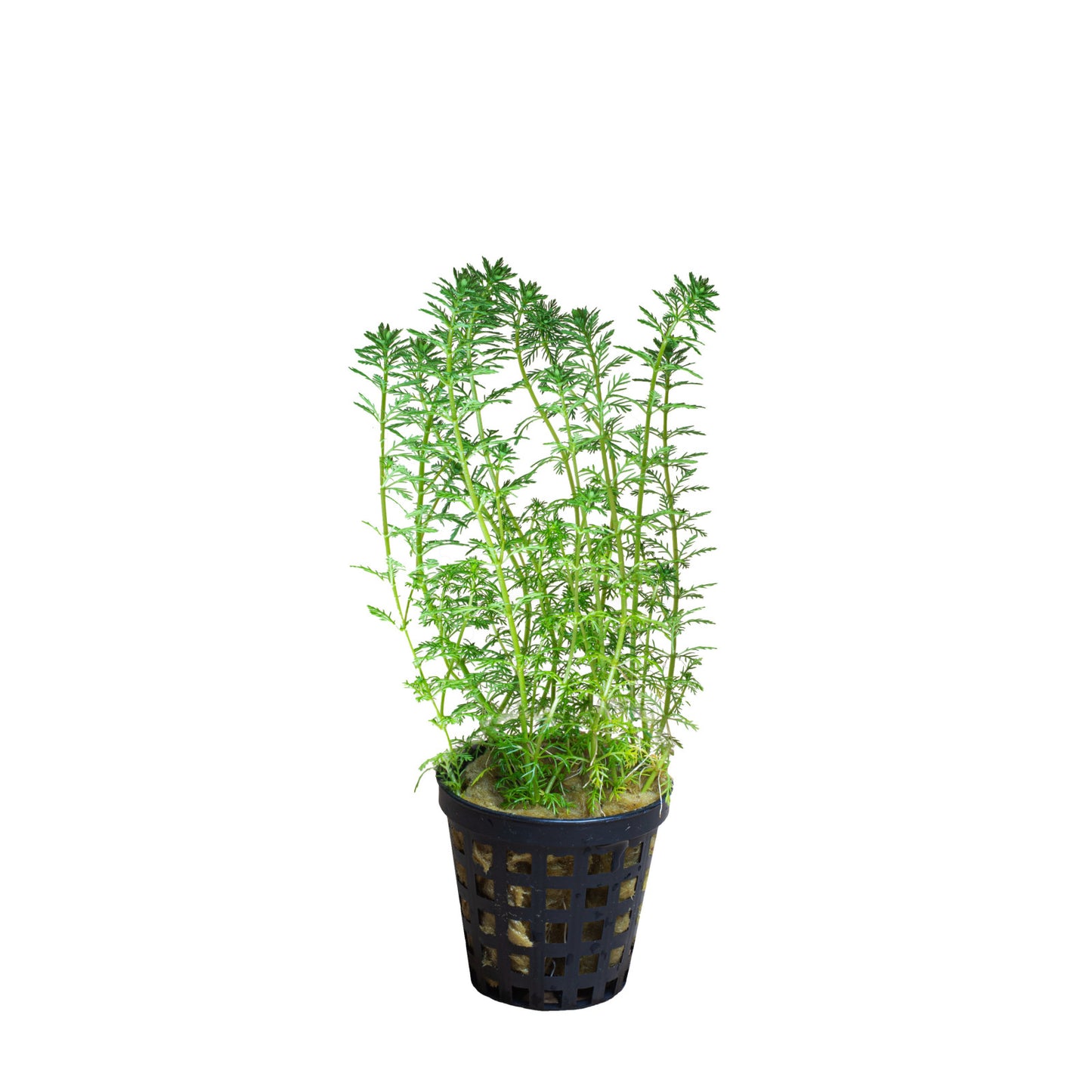 Myriophyllum Guyana