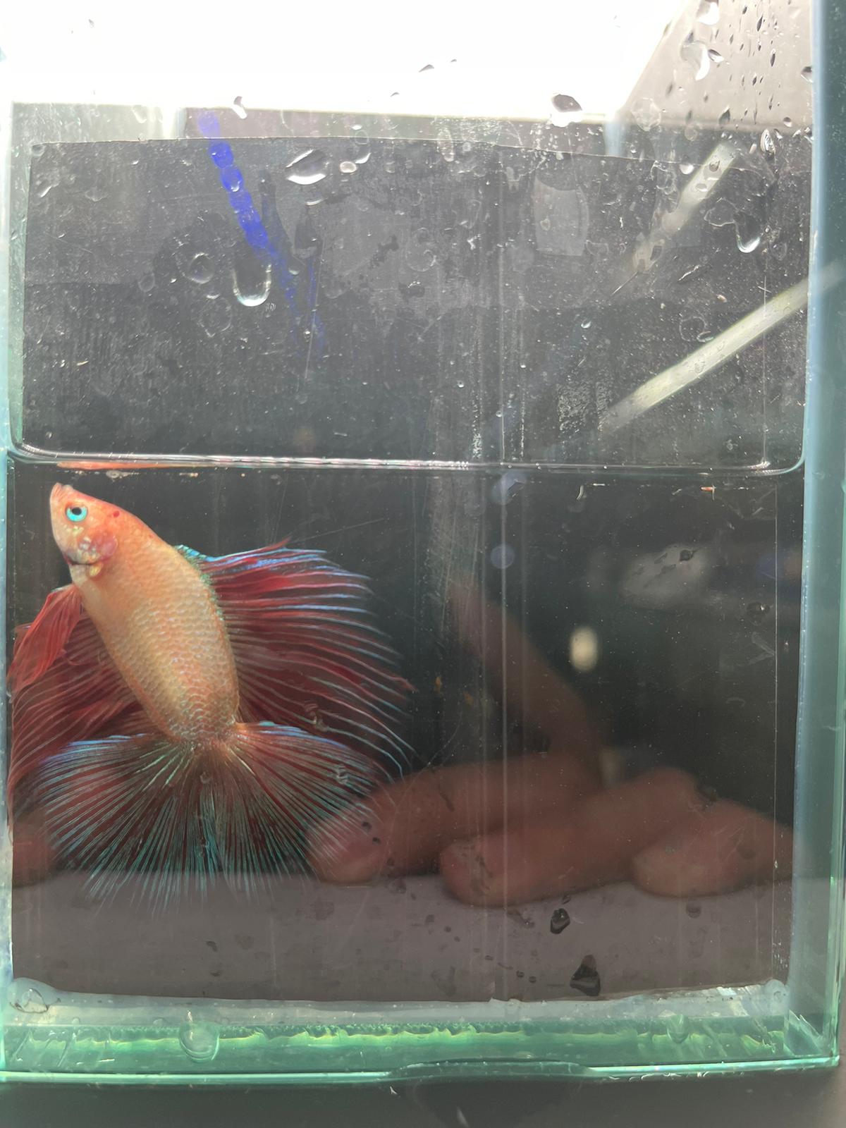 Rose Tail Betta (Assorted)