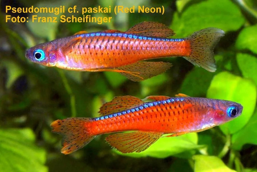 Pseudomugil cf. Paskai