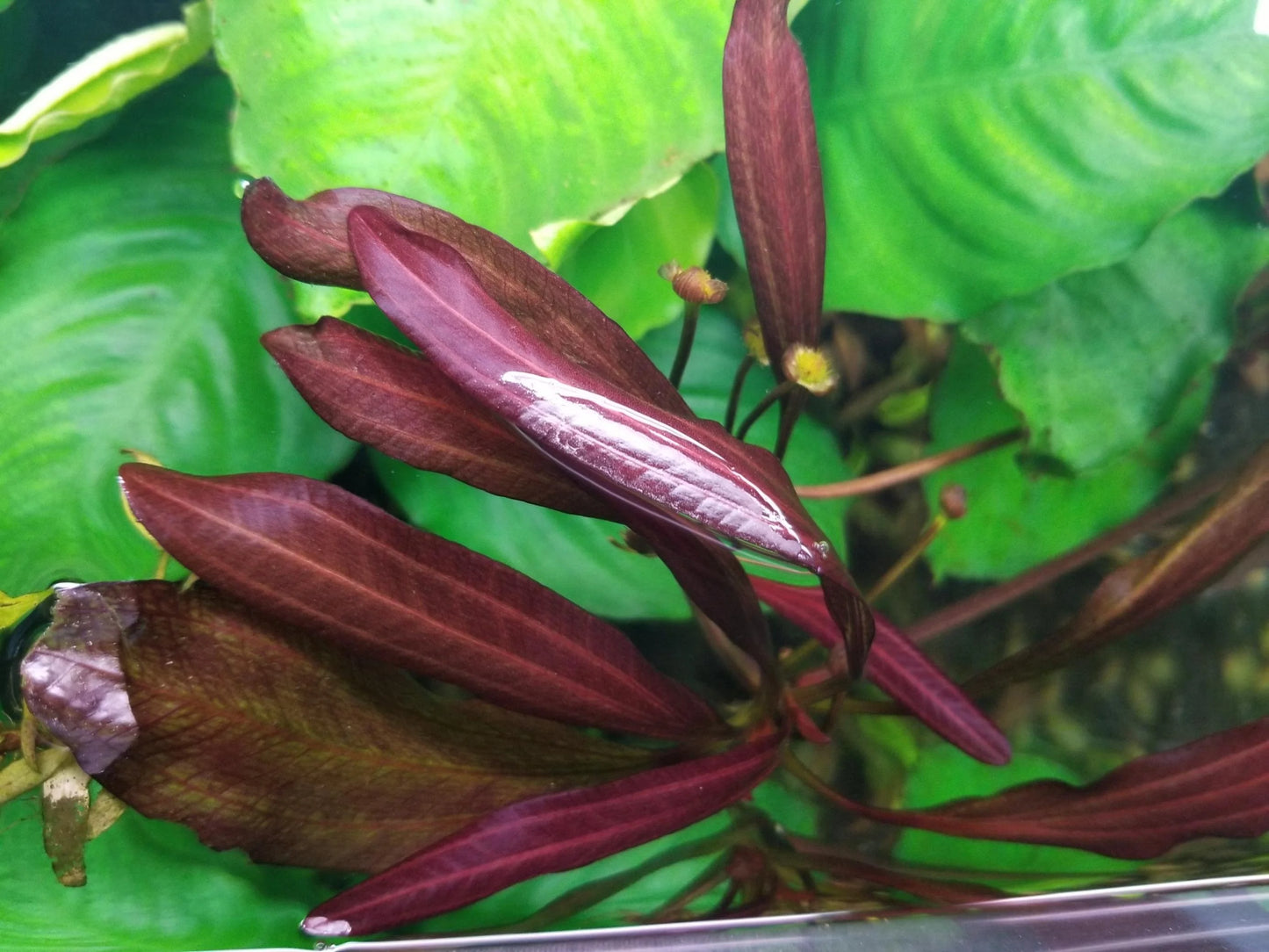 Echinodorus Red devil