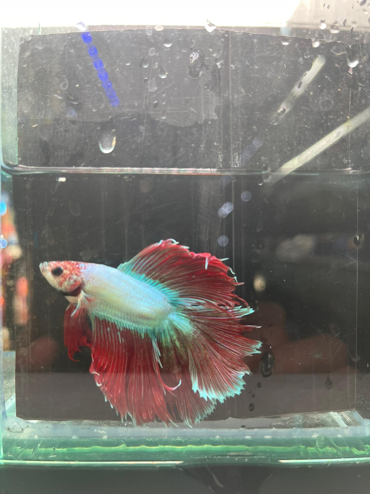 Rose Tail Betta (Assorted)