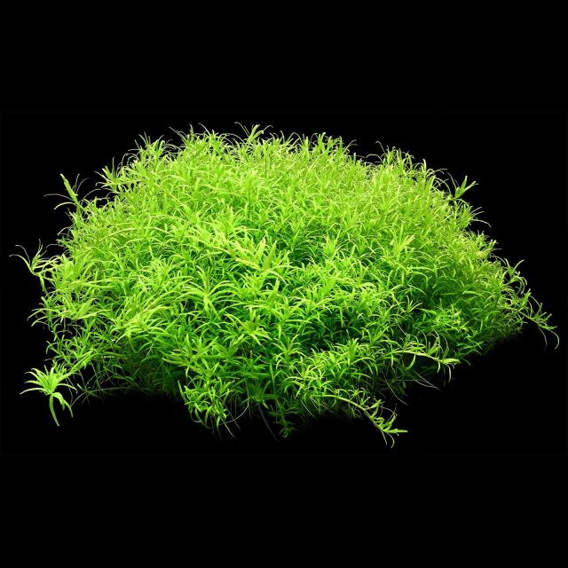 Rotala Rotundifolia Wayanad T/C CUP